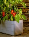 Skrzynka parapetowa BERBERIS 60 cm samonawadniająca - marki PLASTIA