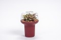 Donica Humidarium Plastia bordowa