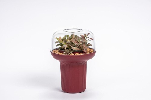 Donica Humidarium Plastia bordowa