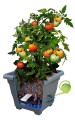 Donica Bergamot 60 cm samonawadniająca