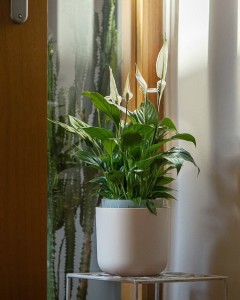 Doniczka TOLITA AIR 16 cm samonawadniająca - Plastia - taupe
