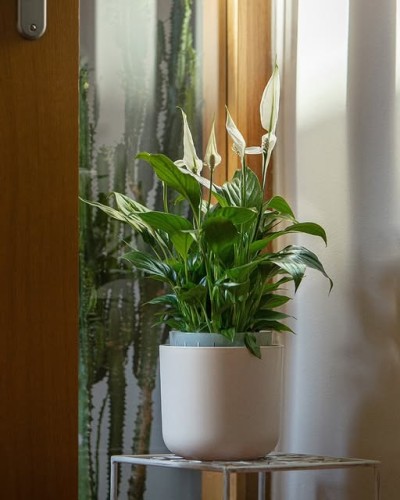 Doniczka TOLITA AIR 16 cm samonawadniająca - Plastia - taupe