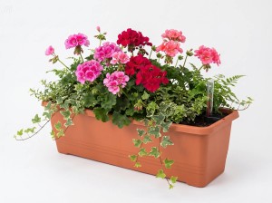 Skrzynka na kwiaty Bergamot 60 cm - samonawadniająca