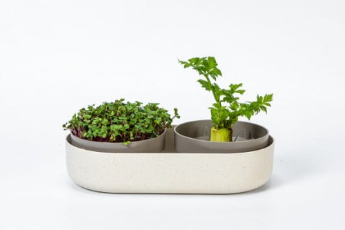 Mini ogródek domowy - MICROGREENS