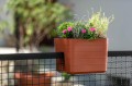 Skrzynka Berberis 30 cm poręczowa, na balustradę - seria URBALIVE