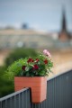 Skrzynka Berberis 30 cm poręczowa, na balustradę - seria URBALIVE